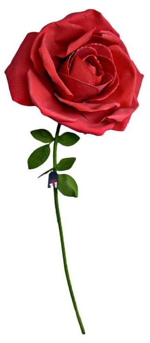 XXL enorm rose - Roser som gave til en kvinne