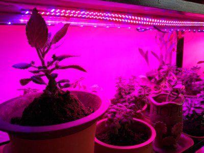 LED plante lysbjelke
